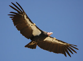 California condor 