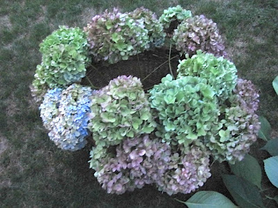 drying hydrangea