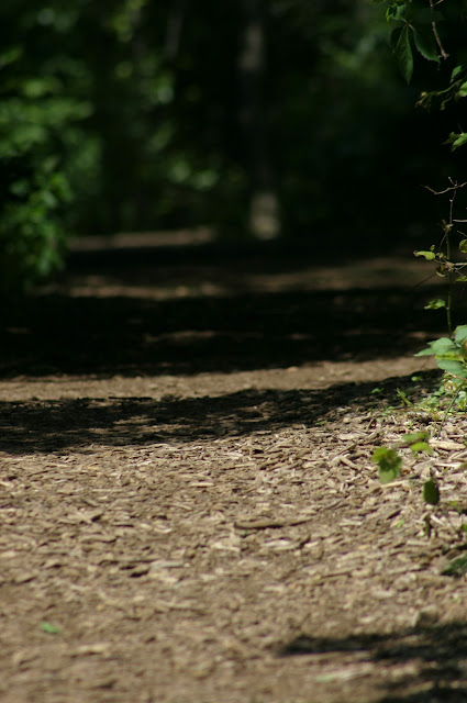 Shaded path with stripes of sun at Halibut Point State Park