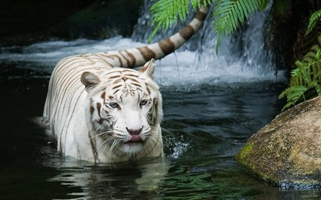 white tiger wallpaper. Baby White Tiger Wallpaper.