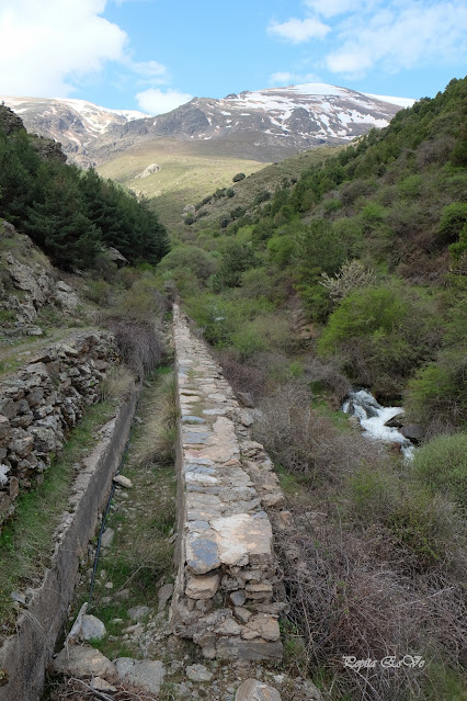 Jérez del Marquesado,  Canal de Sevilla, Picón