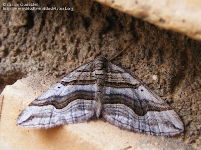 http://www.biodiversidadvirtual.org/insectarium/Scotopteryx-peribolata-%28Hubner-1817%29-img520058.html