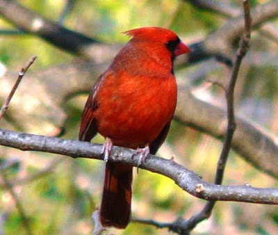 Pictures Of Cardinal - Free Cardinal pictures 