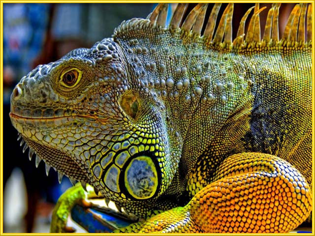 Iguana [Dipsosaurus dorsalis] Facts