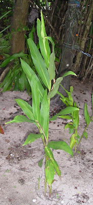 pano on zingiber leaves