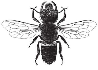 Wallace's Giant Bee was rediscovered alive and well after several decades. It is considered a living fossil, and is a problem for evolutionary views.