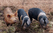 . three big female pigs capable of producing thirty or more baby pigs at a .