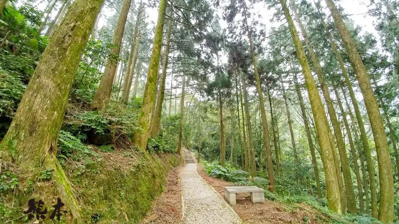 熊空茶園櫻花季|三峽熊空古窯｜三峽同心茶園｜三峽熊空櫻花園