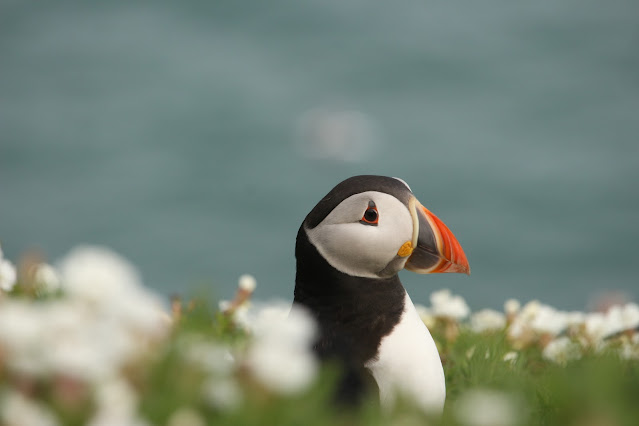 Profile of a puffin surrounded by white flowers