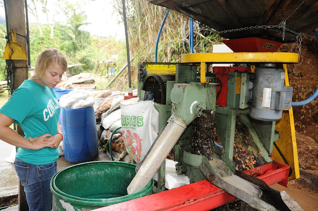 Volunteer at a coffee farm