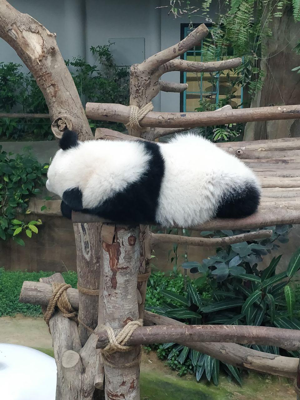 Harga Tiket Zoo Panda Dah Naik dan Teruja Tengok Panda ...