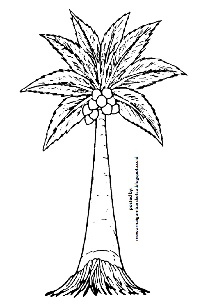 Mewarnai Gambar Mewarnai Gambar Sketsa Pohon 2 Palm