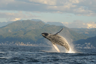 Avistamiento de Ballenas en Puerto Vallarta