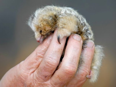 Silky Anteater