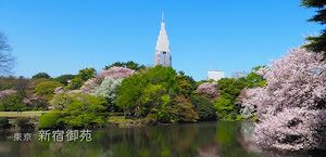 新宿御苑の桜（満開前後）