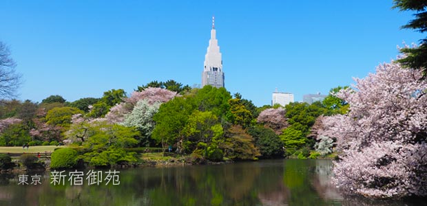 新宿御苑の桜