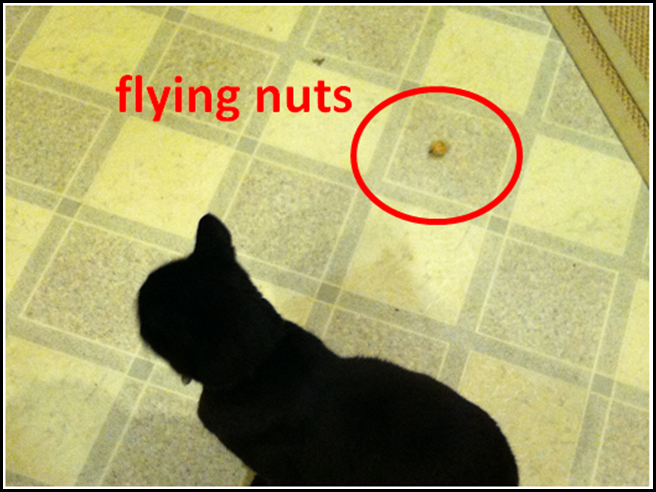 nuts