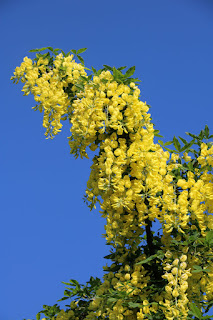 We both love this tree; it's look and smell