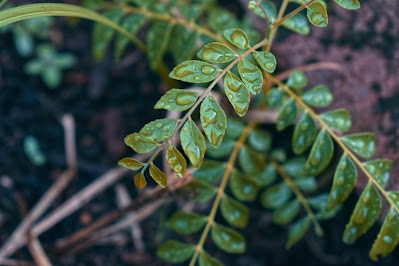 Curry Tree Plant