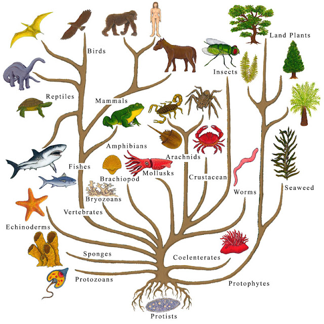 nhanh-moi-tren-tree-of-life-chua-cac-sinh-vat-khong-giong-bat-ky-loai-nao-khac-tren-trai-dat