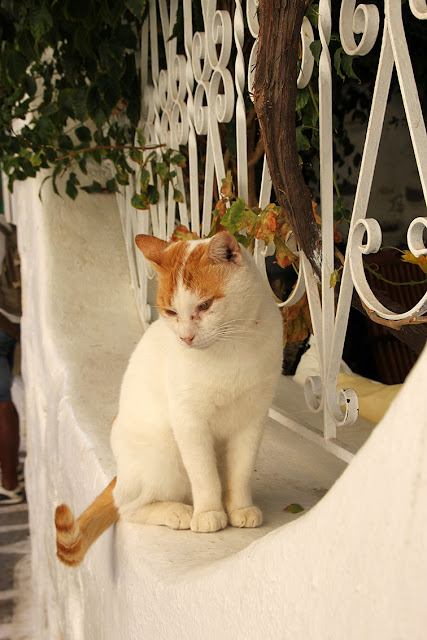 chat blanc et marron