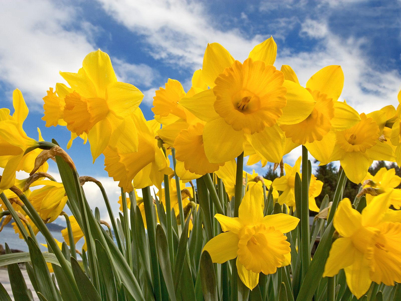  daffodil flower wallpaper 