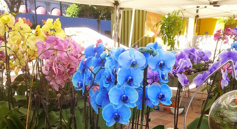 Purple, blue, yellow and pink orchid flowers