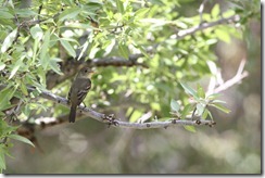 Western Wood-Pewee