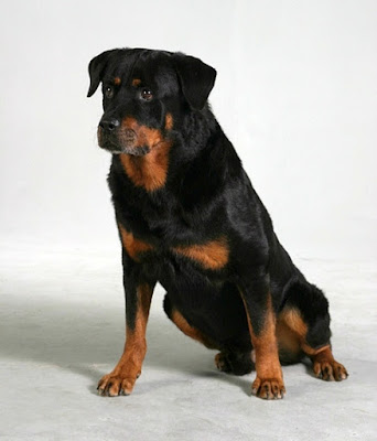 Consult with Rottweiler breeders before buying one