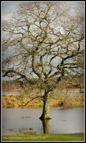 tree in the floods