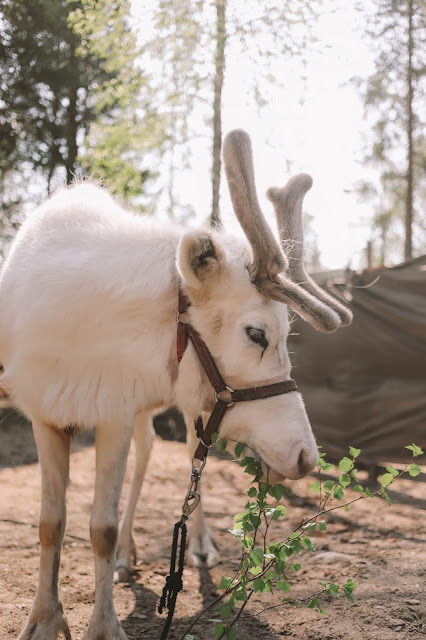 Feeding Reindeer at Santa's Village in Rovaniemi