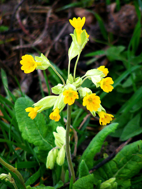 Cowslip Primula veris. March.  Indre et Loire, France. Photographed by Susan Walter. Tour the Loire Valley with a classic car and a private guide.