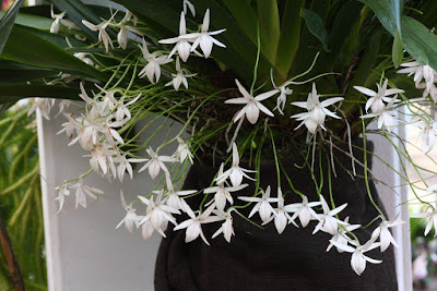 Jumellea arachnantha orchid plant care and culture