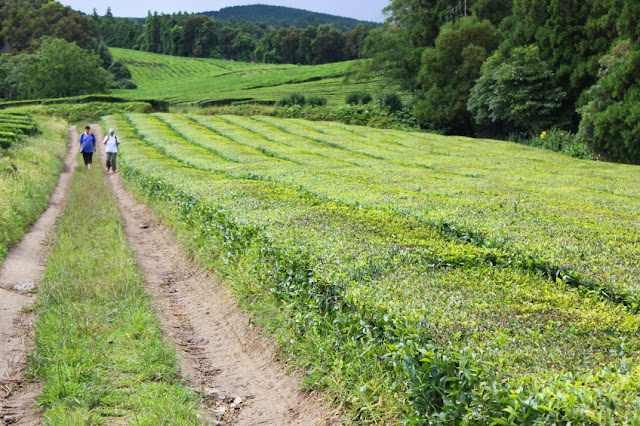Droga przez herbaciane pola, należące do producenta herbaty Gorreana na wyspie San Miguel na Azorach. Polna droga - wyznaczone kołami samochodu pasy, między którymi rośnie trawa, pnie się w górę po zboczu. Drogą idą dwie kobiety - turystki. W tle widoczne są porośnięte pasmami herbacianych pola, posadowione na niewielkich, falujących wzgórzach.