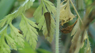 Agriphila straminella DSC164854