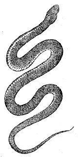 snake reptile digital image antique illustration download