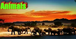Animals Class 10 Extra Questions