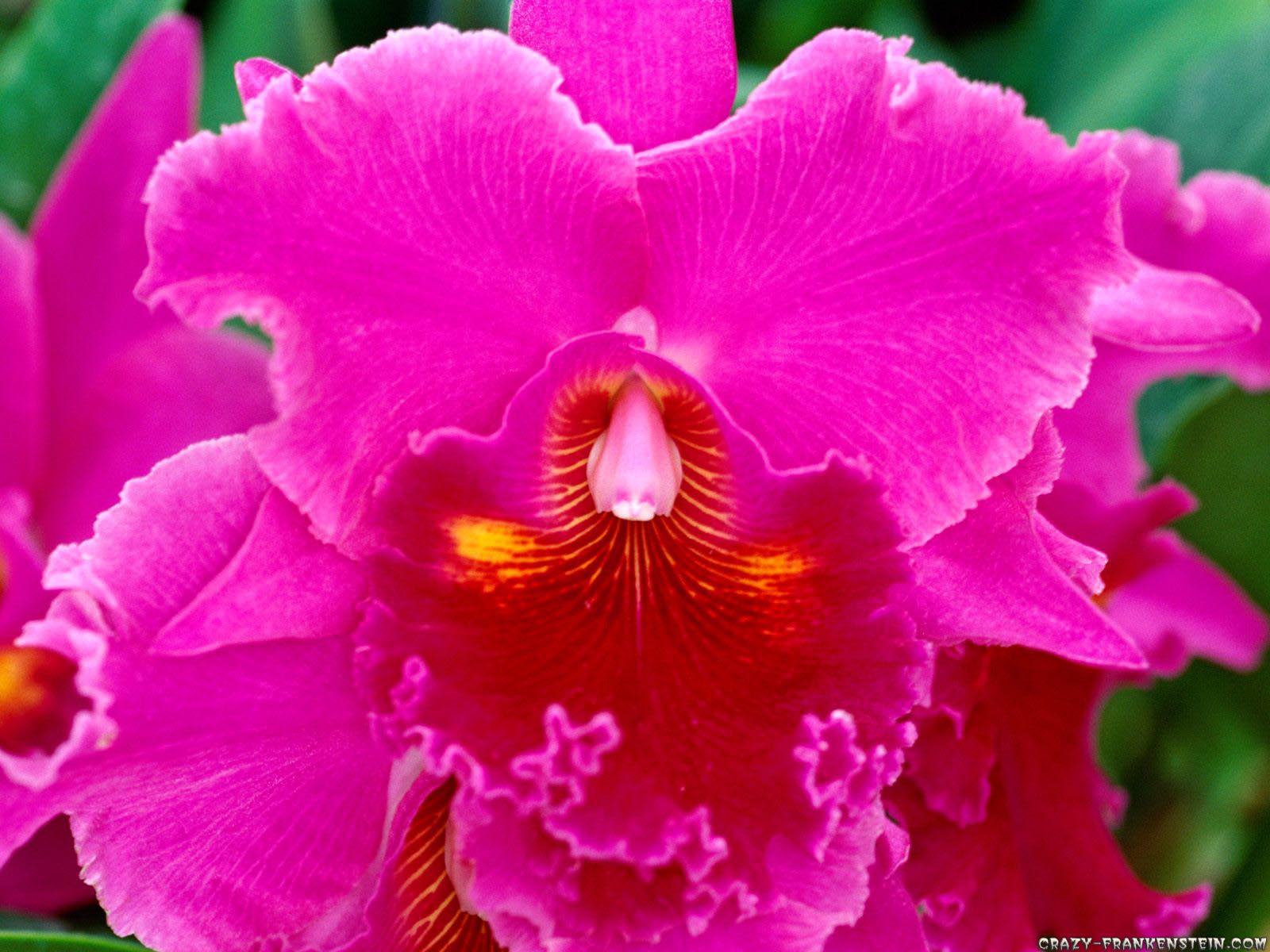 Red Orchid Wallpaper 
