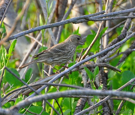 4. house finch-kab