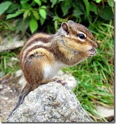 Tamias sibiricus - Siberian Chipmunk