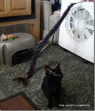 cat toys 006