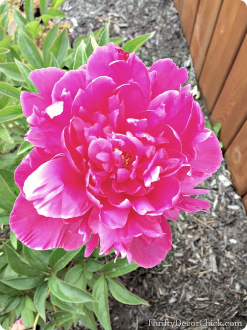 hot pink peony