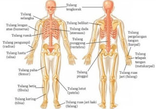 Nama-nama dan Bagian-bagian Tulang