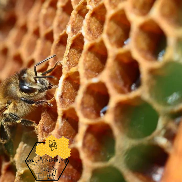 10 Συμβουλές για ερασιτέχνες μελισσοκόμους