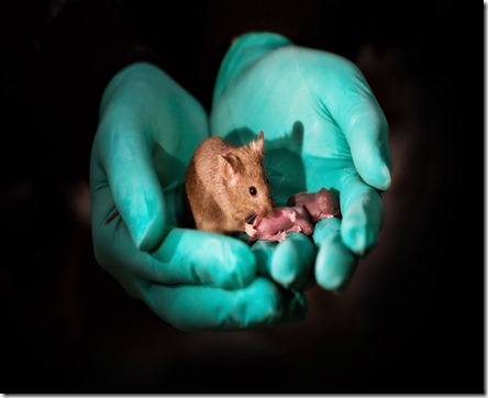mice