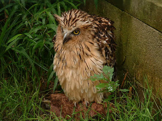 buffy fish owl facts, cara menjinakkan buffy fish owl, buffy fish owl pasir ris, buffy fish owl singapore, cara menjinakan buffy fish owl, buffy fish owl 550rb pre order, buffy fish owl harga, buffy fish owl diet, penjual buffy fish owl surabaya, buffy fish owl call, buffy fish owl dijual, harga pasaran buffy fish owl, buffy fish owl habitat, buffy fish owl dilindungi, perawatan buffy fish owl, buffy fish owl surabaya, jual buffy fish owl di jakarta, perbedaan buffy fish owl jantan dan betina, buffy fish owl brancher, download suara buffy fish owl, cara perawatan buffy fish owl, buffy fish owl indonesia, perbedaan buffy fish owl jantan dan betina, buffy fish owl pasir ris, buffy fish owl wiki, buffy fish owl facts, buffy fish owl singapore, buffy fish owl male, buffy fish owl female, buffy fish owl sound, buffy fish owl facts, buffy fish owl food, buffy fish owl surabaya, buffy fish owl singapore, fakta buffy fish owl, buffy fish owl size, buffy fish owl harga, buffy fish owl harga, penjual buffy fish owl surabaya, buffy fish owl call, buffy fish owl habitat, download suara buffy fish owl, buffy fish owl, harga buffy fish owl chick, suara buffy fish owl, buffy fish owl habitat, harga buffy fish owl juve, sifat buffy fish owl, buffy fish owl surabaya, burung hantu buffy fish owl, buffy fish owl training, buffy fish owl brancher, harga anakan buffy fish owl, the buffy fish owl, buffy fish owl indonesia, harga burung buffy fish owl, facts about the buffy fish owl, buffy fish owl wiki, harga pasaran buffy fish owl, tentang buffy fish owl, buffy fish owl adalah, makanan burung hantu buffy fish owl, umur buffy fish owl, jual buffy fish owl anakan, harga jual buffy fish owl, usia buffy fish owl, harga anakan buffy fish owl, buffy fish owl indonesia, makanan untuk buffy fish owl, facts about the buffy fish owl, buffy fish owl info, buffy fish owl wiki, buffy fish owl brancher, buffy fish owl jantan, wts buffy fish owl, buffy fish owl baby, harga buffy fish owl juve, wtb buffy fish owl, jual buffy fish owl brancher, jual buffy fish owl, jual buffy fish owl 2013, jual buffy fish owl banten, jual buffy fish owl jakarta, jual buffy fish owl 2014, burung buffy fish owl, jual buffy fish owl chick, buffy fish owl 550rb pre order, burung hantu buffy fish owl, jual buffy fish owl brancher, owl nest fish fry, jual baby buffy fish owl, jual buffy fish owl banten, owl nest fish camp, harga burung buffy fish owl, jual buffy fish owl anakan, fish owl of eurasia, jual buffy fish owl bandung, jual buffy fish owl di jakarta, blakiston’s fish owl of eurasia, beli buffy fish owl, jual baby buffy fish owl, blakiston's fish owl origami, buffy fish owl, buffy fish owl kaskus, brown fish owl oymapinar, buffy fish owl facts, karakter buffy fish owl, fish owl pictures, buffy fish owl singapore, keistimewaan buffy fish owl, fish owl pasir ris, buffy fish owl harga, kebiasaan buffy fish owl, fish owl pics, buffy fish owl call, buffy fish owl lifespan, blakiston fish owl pictures, buffy fish owl surabaya, buffy fish owl male, buffy fish owl pasir ris, buffy fish owl habitat, buffy fish owl murah, pels fish owl, buffy fish owl indonesia, makanan buffy fish owl, puffer fish owl, buffy fish owl brancher, melatih buffy fish owl, fish and owl creek permit, buffy fish owl wiki, cara memelihara buffy fish owl, buffy fish owl 550rb pre order, buffy fish owl call, jual buffy fish owl murah, blakiston's fish owl paper, buffy fish owl chick, merawat buffy fish owl, moki fish owl review, harga buffy fish owl chick, makanan untuk buffy fish owl, blakiston's fish owl range, cara melatih buffy fish owl, cara menjinakkan buffy fish owl, fish owl pasir ris, cara memelihara buffy fish owl, makanan burung hantu buffy fish owl, moki blakiston's fish owl review, cara perawatan buffy fish owl, buffy fish owl 550rb pre order, russian fish owl,