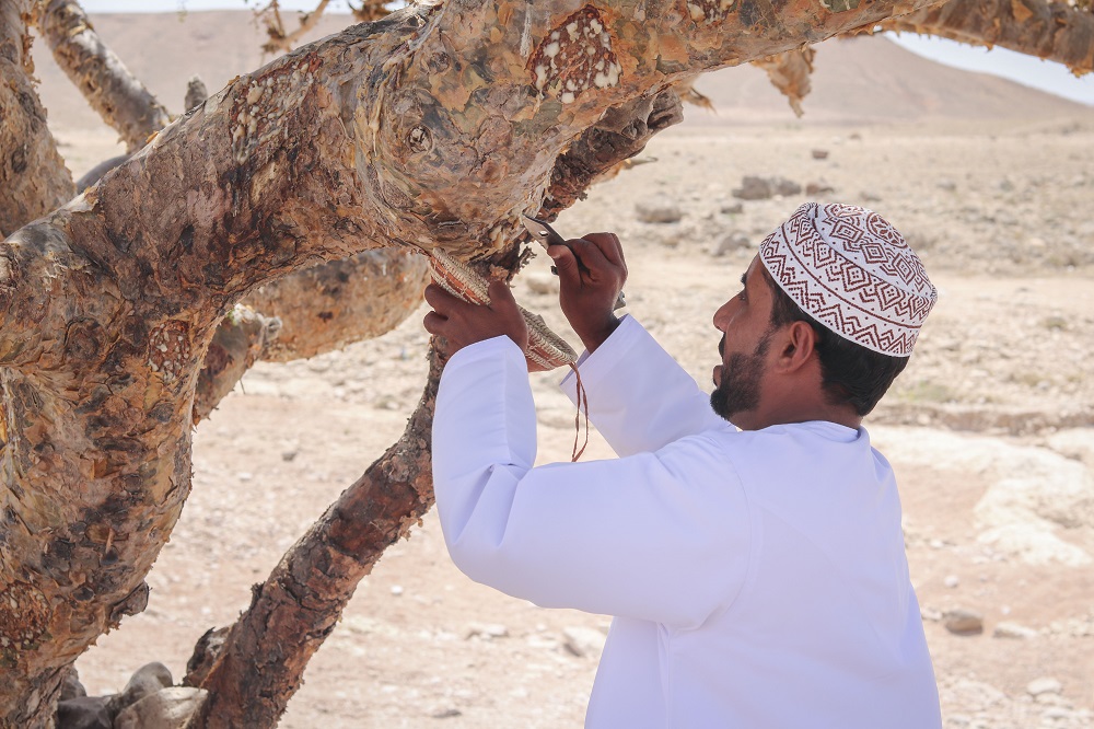 Al Baleed Resort Salalah by Anantara on the Frankincense Trail with the Salalah Guru