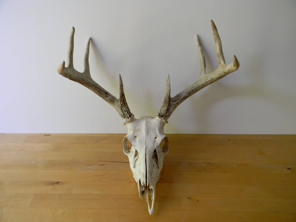 whitetail deer skull. bleach Exclusivedeer skull
