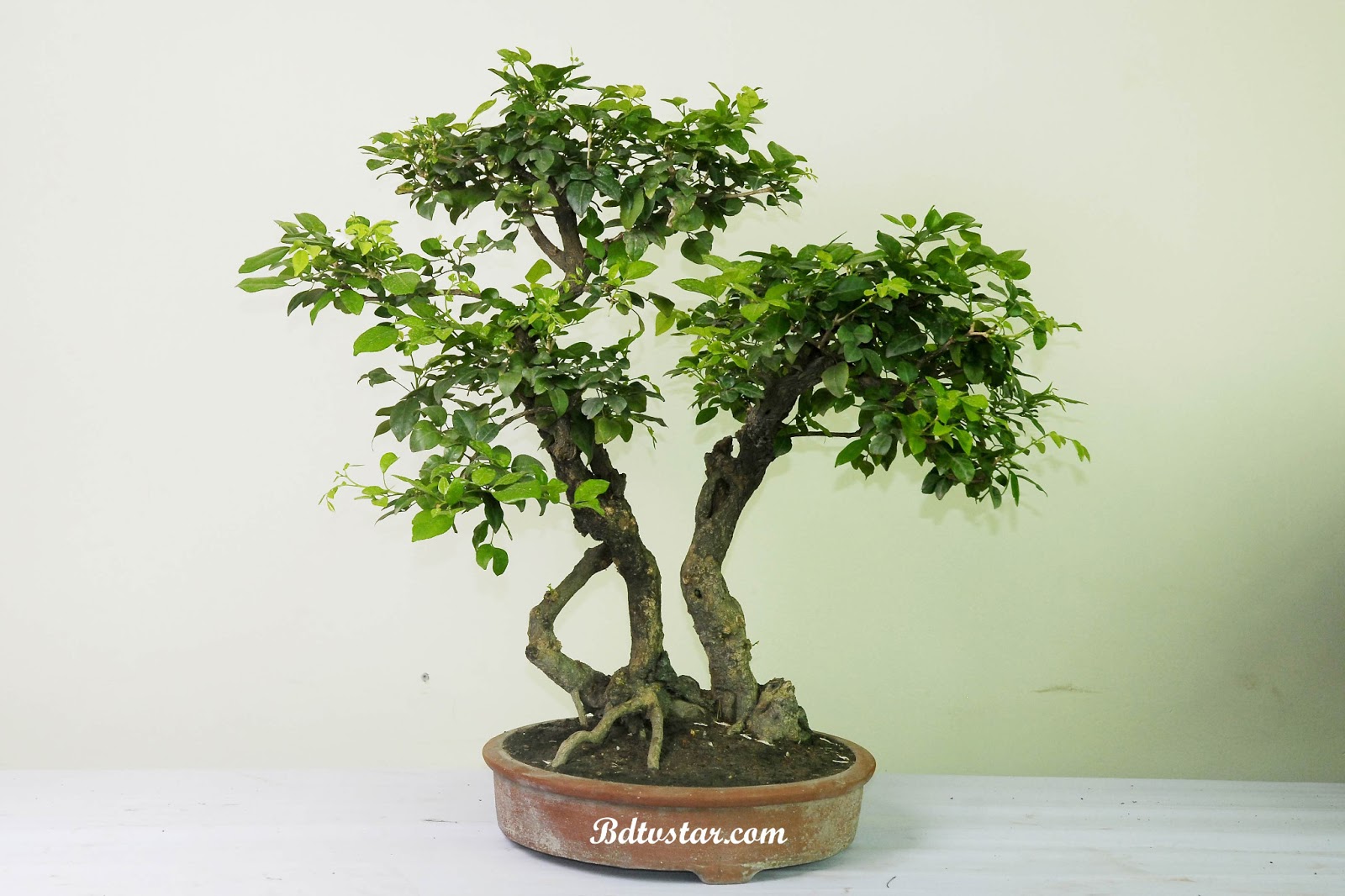 bonsai tree photos