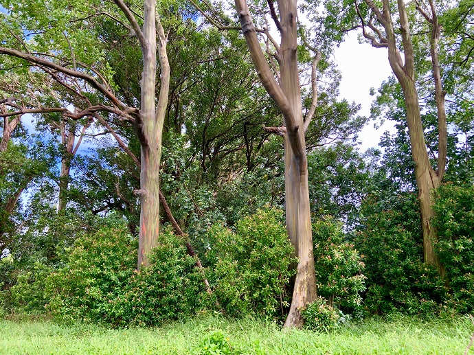 Rainbow Trees